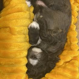 Schnoodle Puppies from Noodle Tings Puppies