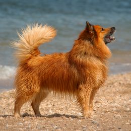 Scout - Icelandic Sheepdog