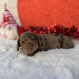 Bella - Dapple female Dachshund puppy in Colbert, Oklahoma from Brooke Crenshaw