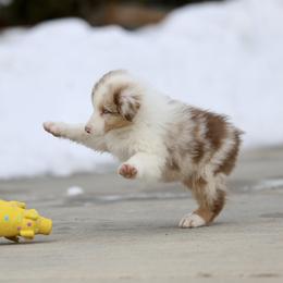 Australian Shepherd, Miniature American Shepherd, Miniature Australian Shepherd, and Toy Australian Shepherd Puppies from Painted Blue Aussies