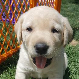 Labrador Retriever Puppies from Lost River Labradors