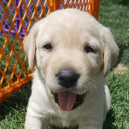 Labrador Retriever Puppies from Lost River Labradors