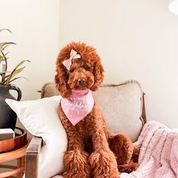 Mila - Goldendoodle