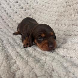 Chocolate And Tan Male 3 - Chocolate and tan male Dachshund puppy in Blackstone, Virginia from Cheyenne's Dachshunds