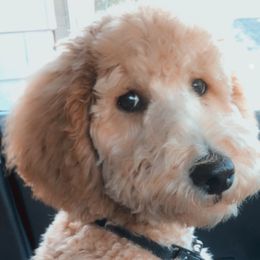 Goldendoodles from Tessa's Goldendoodles