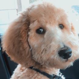 Goldendoodles from Tessa's Goldendoodles