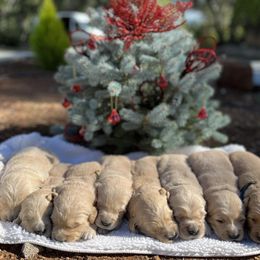Cocker Spaniel and Golden Retriever Puppies from California Cocker Spaniel