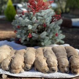 Cocker Spaniel and Golden Retriever Puppies from California Cocker Spaniel