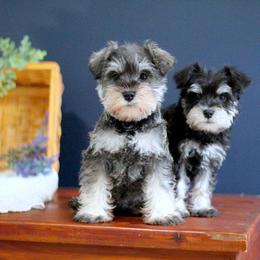 Miniature Schnauzer Puppies from Clay Hill Kennels