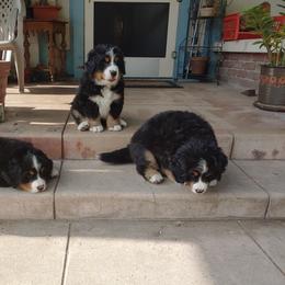 "Eli & Ellie litter 3/10/22" Bernese Mountain Dog Puppies from Triple Heart Bernese Mountain Dogs