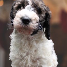 Goldendoodle Puppies from Two Ps in a Pod