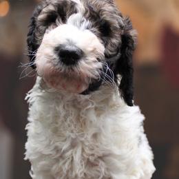 Goldendoodle Puppies from Two Ps in a Pod