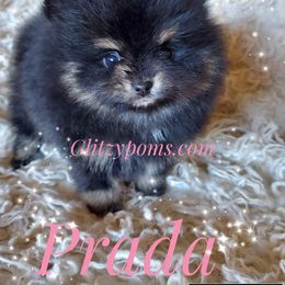 Pomeranian Puppies from Glitzypoms