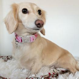 Winnie - Dachshund