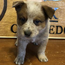 L61-06 - Red speckled male Australian Cattle Dog puppy in Sheridan, Oregon from 6pk Cattledogs