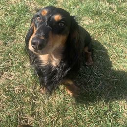 Dachshund Puppies from Sugar Creek Mini Doxies