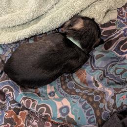 Teal - Black male Miniature Schnauzer puppy in Cumming, Georgia from Bella Pups LLC