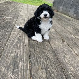 Bernedoodle Puppies from Mountain Spring Farm
