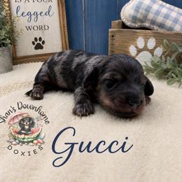 Gucci - Dapple male Dachshund puppy in Hockley, Texas from Shans Down Home Doxies
