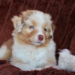 Australian Shepherd Puppies from AW Standard Aussies