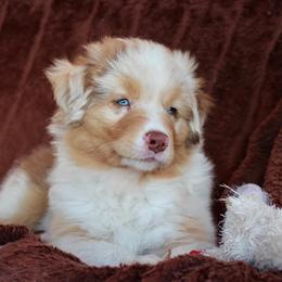 Australian Shepherd Puppies from AW Standard Aussies