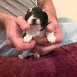 Megan - Black & white female Maltipoo puppy in Santaquin, Utah from Willow & Wag Farm
