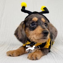 Wire Hair, Black and Tan, Dapple Girl AKC - Black and tan female Dachshund puppy in South Easton, Massachusetts from Depot Dachsies