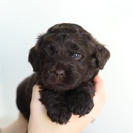 Blue - Chocolate male Australian Labradoodle puppy in Williamstown, New York from Lewis Manor Labradoodles