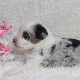 Aussiedoodle, Miniature Australian Shepherd, and Toy Australian Shepherd Puppies from Sapphire Stables
