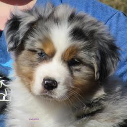 Australian Shepherd Puppies from Parsons Australian Shepherds