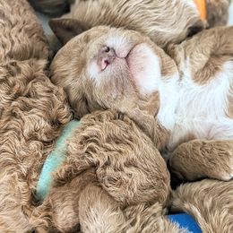 Goldendoodle Puppies from Rosie Doodles AZ