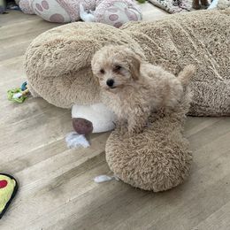 Australian Shepherd and Poodle Puppies from The Mason Farm