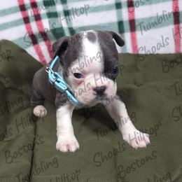 Bluey - Blue female Boston Terrier puppy in Millers Creek, North Carolina from Tumbling Shoals Hilltop Bostons