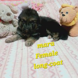Mara Yellow Collar - Black and red female German Shepherd puppy in Bedias, Texas from TiPi S Ranch's German Shepherds
