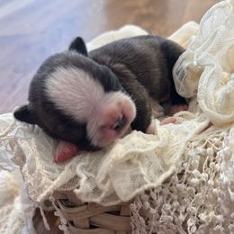 Male 2 - Black brindle and white male Boston Terrier puppy in Powell Butte, Oregon from RVF Boston Terriers