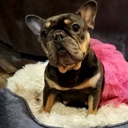 French Bulldogs and Siberian Huskies from Moore's Frenchies and Huskies