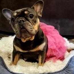 French Bulldogs and Siberian Huskies from Moore's Frenchies and Huskies
