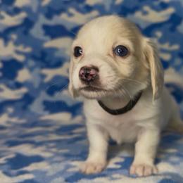 Black collar - Cream male Dachshund puppy in Poteau, Oklahoma from Sisters Dazzling Dachshunds