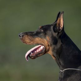 Anya - Doberman Pinscher