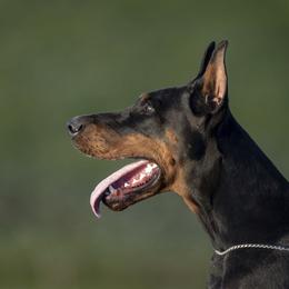 Anya - Doberman Pinscher