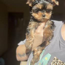 Yorkshire Terrier Puppies from Kruz Kennels