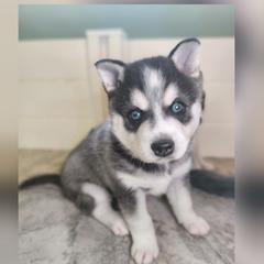 Leo - Black and white male Alaskan Klee Kai puppy in Byron Center, Michigan from Family Friendly Labradors & Klee Kai