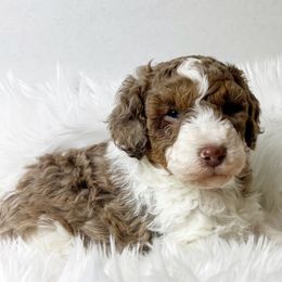 Copper - Red merle male Aussiedoodle puppy in Clarkston, Washington from Aussiedoodle palace
