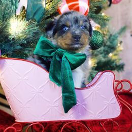 Ash - Blue merle male Australian Shepherd puppy in Eubank, Kentucky from Ashlee's Aussies