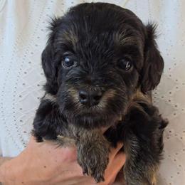 Venus - Black tri-color female Aussiedoodle puppy in Prescott Valley, Arizona from Ramirez Family Doodles
