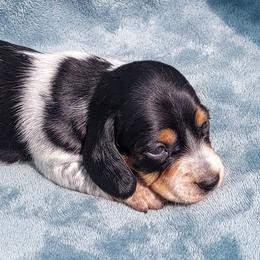 Toshka - Black and tan male Dachshund puppy in Meridian, Idaho from Lucy’s Dachshund Home