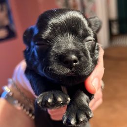 Vader - Black male Shih Tzu puppy in Wilkesboro, North Carolina from Frannie and Annie Shih Tzu Babies