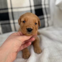 Male 3, Blue - Golden male Golden Retriever puppy in Utah from Deseret Peak Goldens