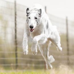 Stormy - Borzoi
