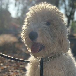 Millie - Sheepadoodle